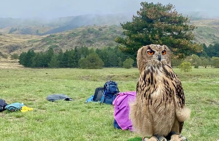 Etna Trekking e Falconeria: la magia del volo dei rapaci