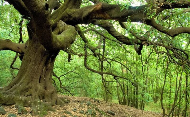 Soft Trekking sull’Etna dall’albero centenario a Piano Bello