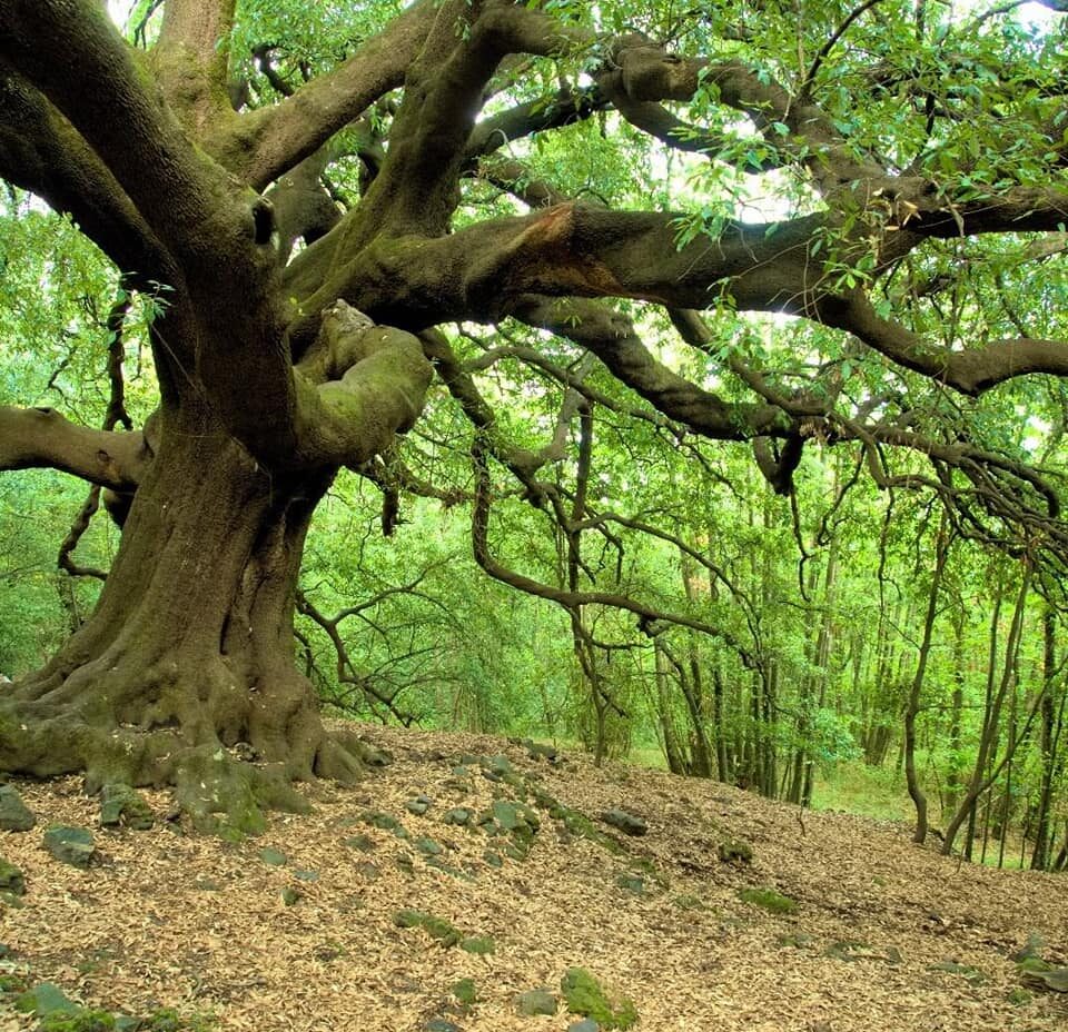 Soft Trekking sull’Etna dall’albero centenario a Piano Bello