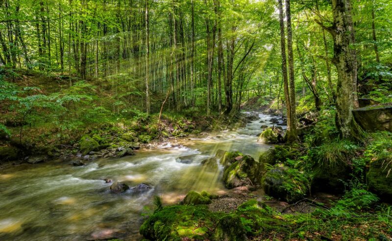 il Bosco Incantato di Malabotta: il Sentiero dei Patriarchi