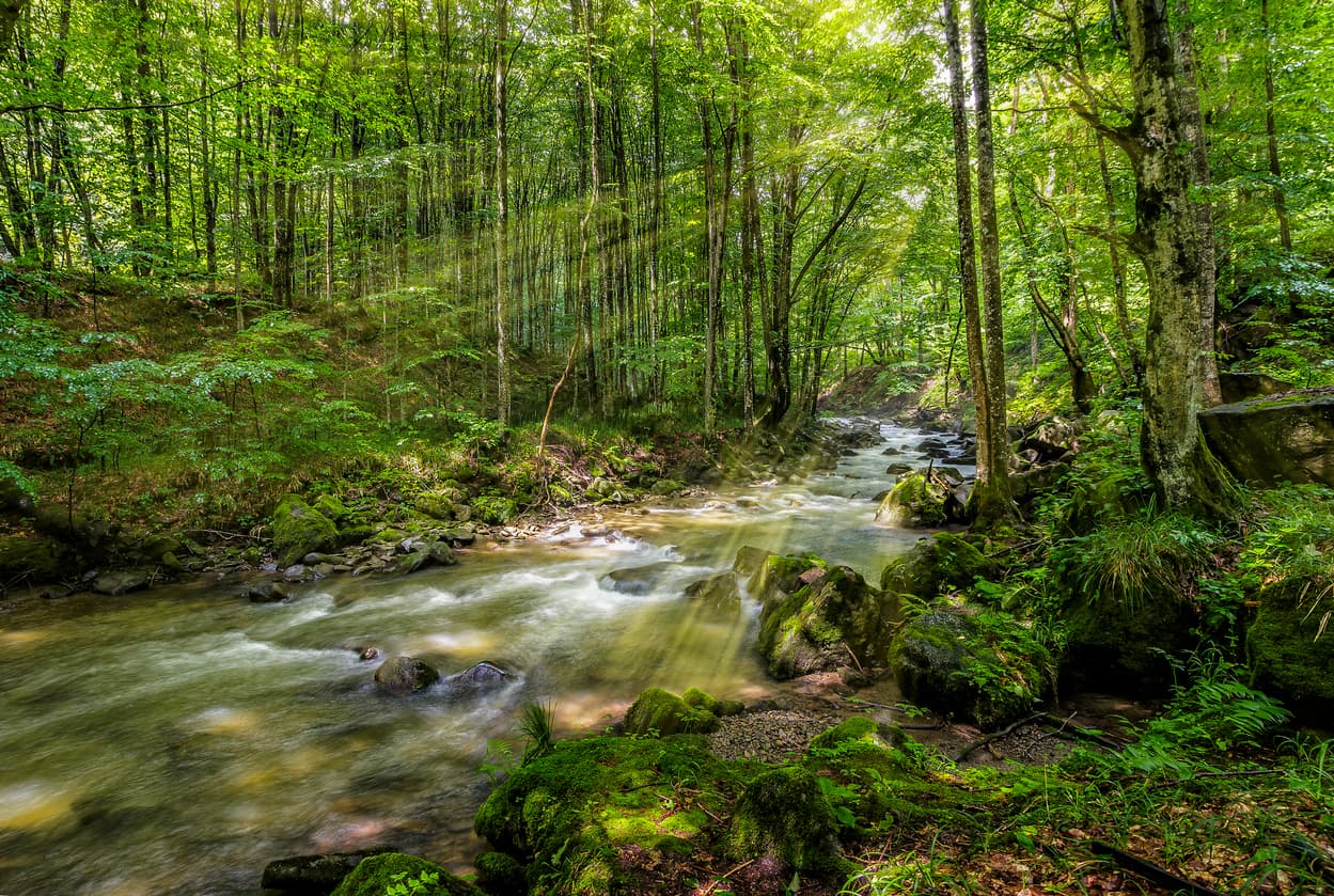 il Bosco Incantato di Malabotta: il Sentiero dei Patriarchi