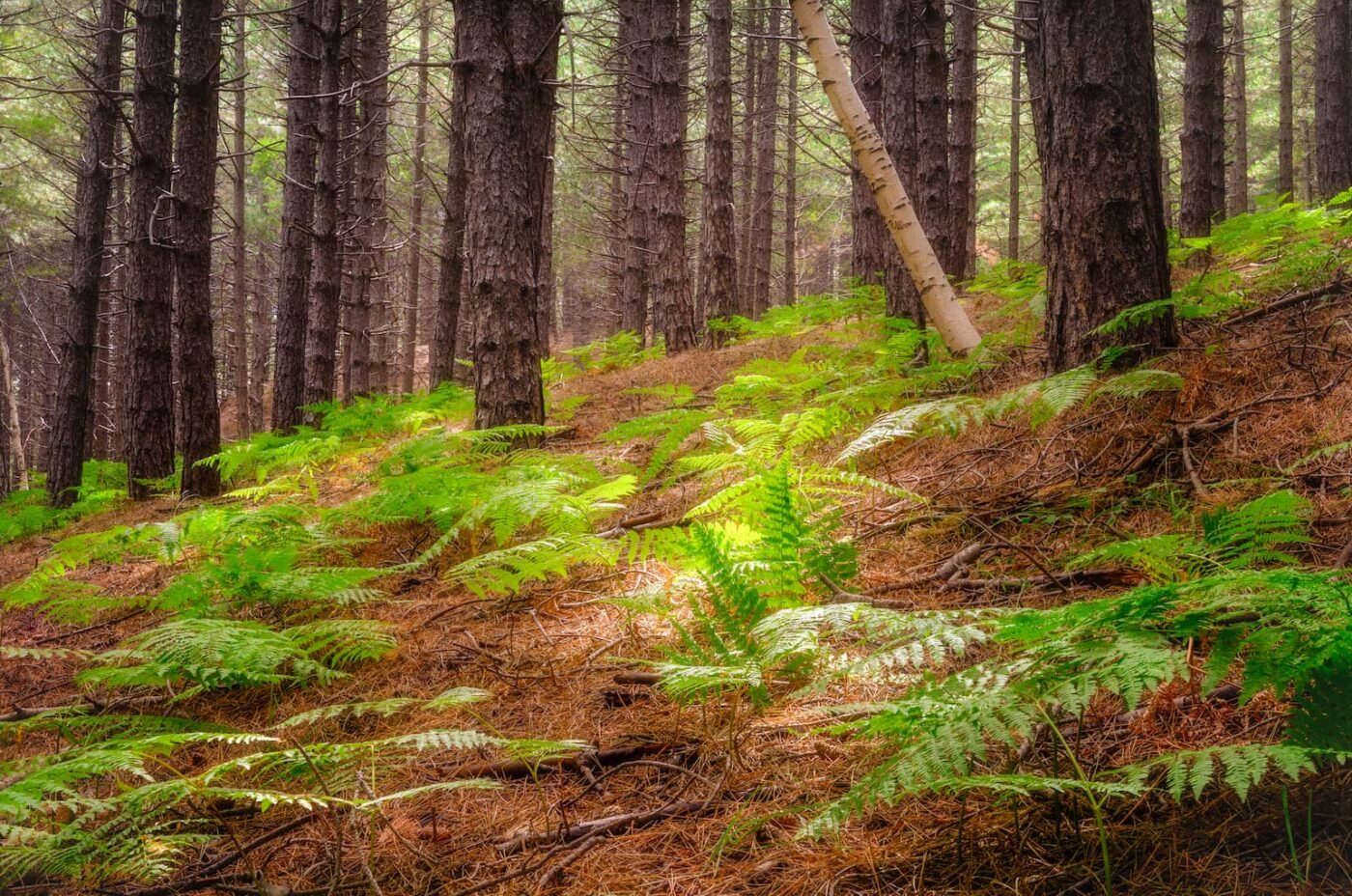 25 aprile: Trekking sull’Etna dal bosco Ragabo alla grotta Corruccio