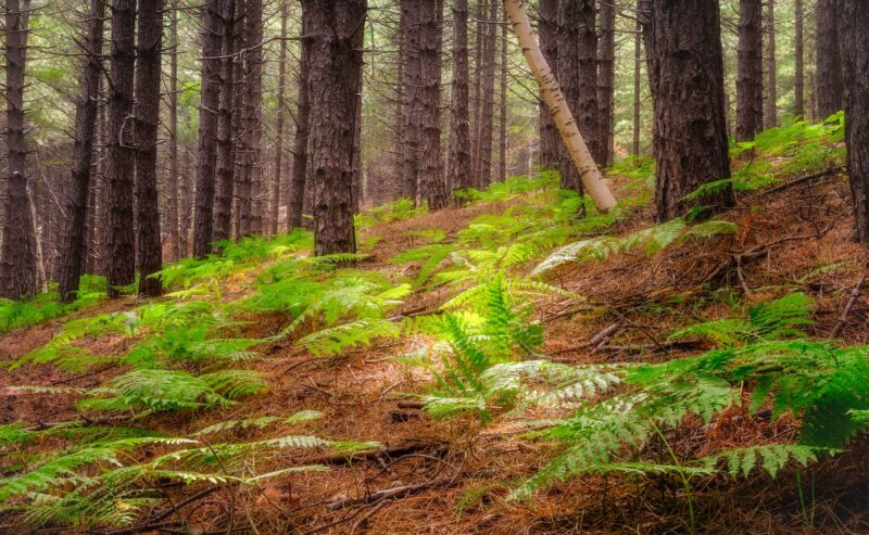 25 aprile: Trekking sull’Etna dal bosco Ragabo alla grotta Corruccio